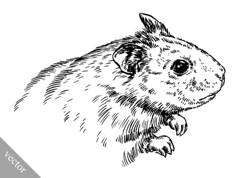 engrave ink draw hamster illustration