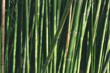 Green bamboo - background