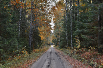 Countryside road among autumnal forest