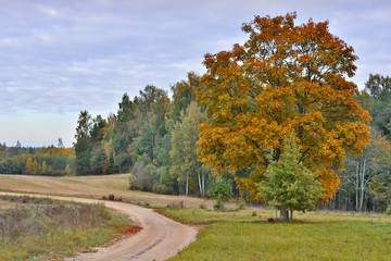 Countryside road in autumn