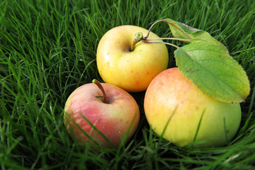 Ripe cultivar apples with leaves on the lawn in the autumn garde