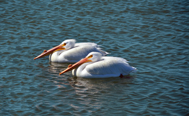 Two More Pelicans/Two great white pelicans floating in the ocean