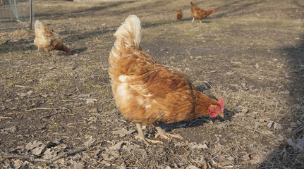 Chicken in garden. Early spring