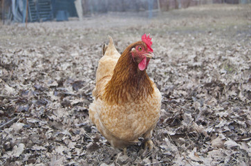 Chicken in garden. Early spring