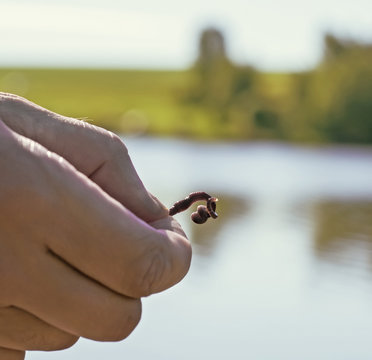 Fisherman skewer the worm on the hook