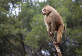 mono subido a un árbol vigilando