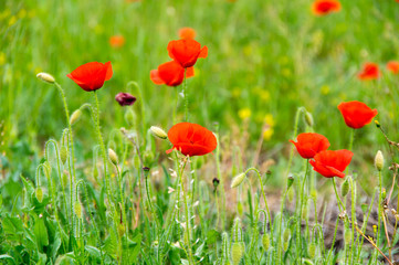 Fototapeta na wymiar Field of blooming poppies