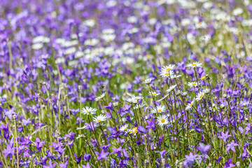 Obraz premium Blumenwiese in den Bergen