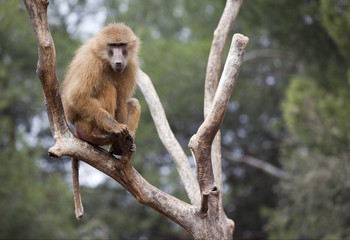 mono subido a un árbol vigilando