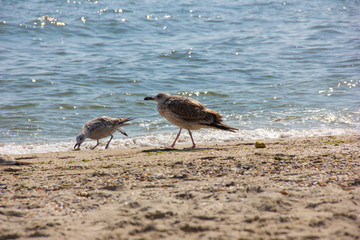 seagull on the beach