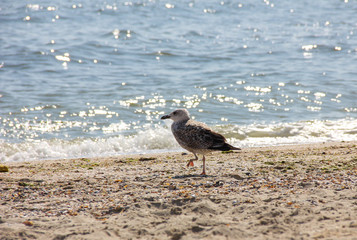 seagull on the beach