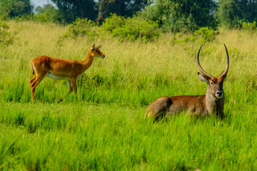 Waterbuck 1