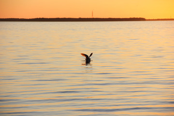 seagull flying over the river at sunset