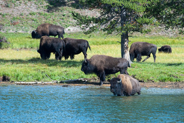 Bison on the Yellowstone River, Yellowstone National Park