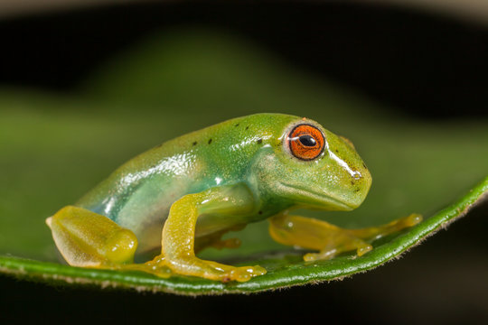 Red eyes green frog on leaf