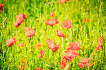 Red poppies in a summer meadow on sunny day