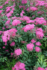 Blossoming spiraea Japanese (Spiraea japonica L.f.)