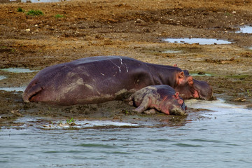 Fototapeta premium Hyppo 1