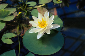 A white water lily in a pond