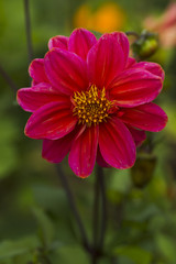 Red dahlias summer day