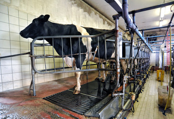 Dairy cow in an automated milking parlour