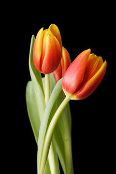 Red-yellow tulip flowers isolated on black background