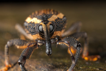 Weevil closeup with great eyes