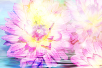 Obraz premium Gerber flower close up