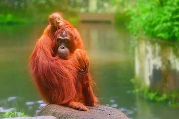 Young orangutan is sleeping on its mother