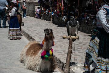Llama © irenegreco
