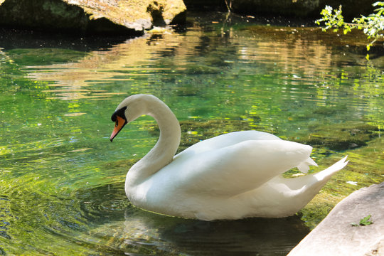 White swan on a pond on a clear day