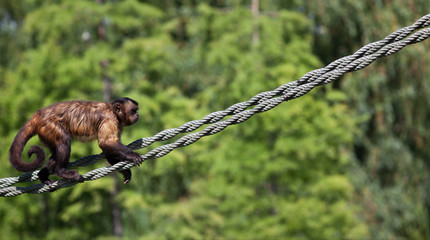 Mono trepando por la cuerda