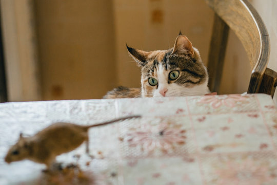 Cat Playing With Little Gerbil Mouse On The Table. Natural Light