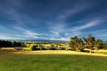 Obraz premium pasture with animals in summer sunny day in New Zealand