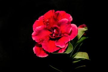 Red- Black desert rose flower.