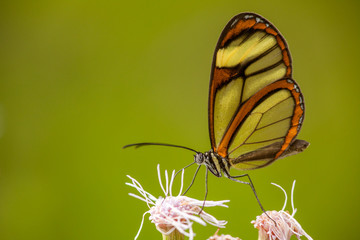 Naklejka na ściany i meble Glasswing butterfly on flower with green background