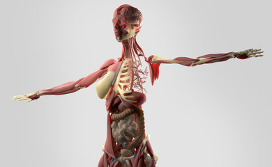 Human anatomy female biology showing intestines and brain.