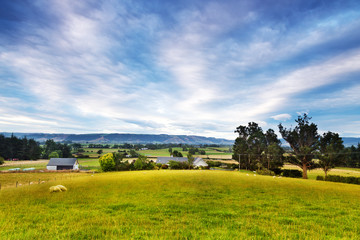 pasture with animals in summer sunny day in New Zealand