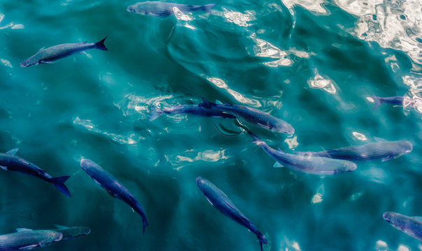 Fische (Meer&auml;schen) im Wasser, Mittelmeer, Hafen von Barcelona, Spanien.