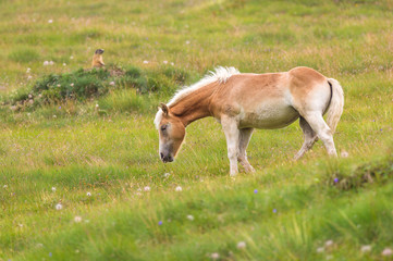 Obraz na płótnie Canvas Palomino horse grazing