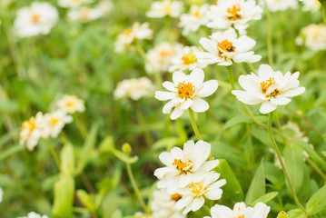 White flower field background blur