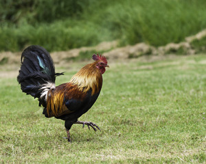 colorful hawaiian rooster on the grass 
