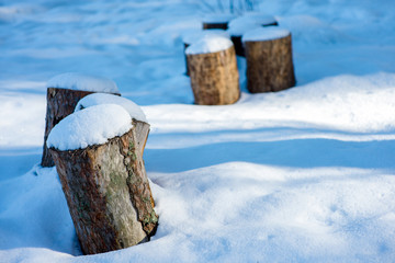 stumps hats covered with white snow