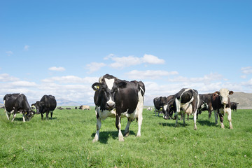 Fototapeta na wymiar pasture with animals in summer sunny day in New Zealand