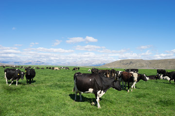 pasture with animals in summer sunny day in New Zealand