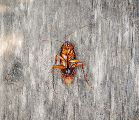 Cockroach dead on the wood floor