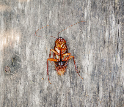 Cockroach dead on the wood floor