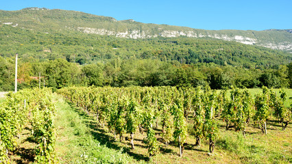 Fototapeta na wymiar view of the French vineyards