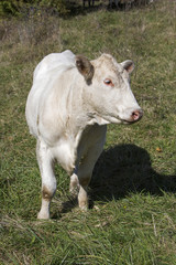 Fototapeta premium Contented Cows In Pasture