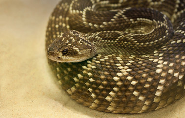 Serpiente de cascabel